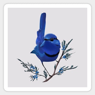 Splendid Fairywren Magnet